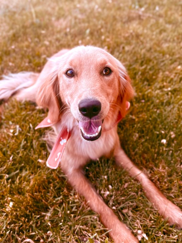 Miniature Golden Retriever puppies