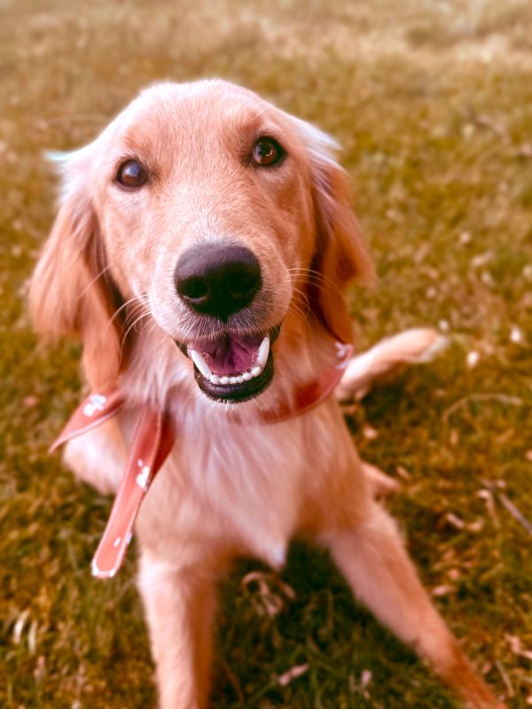 Miniature Golden Retriever puppies