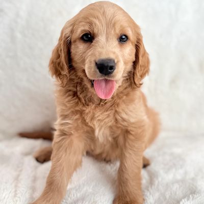 Miniature Golden Retriever Guardian Homes