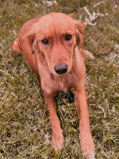 Miniature Golden Retriever Puppies