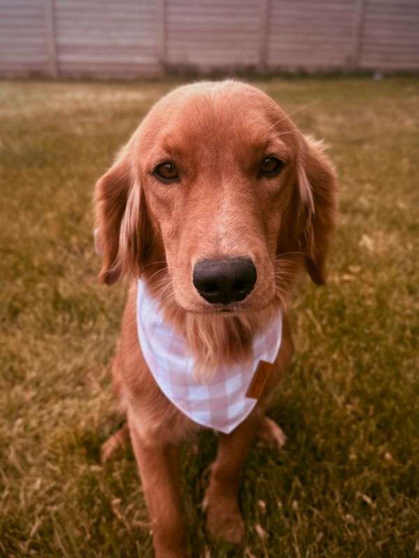 Miniature golden retriever puppies