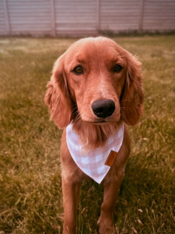 Miniature golden retriever puppies