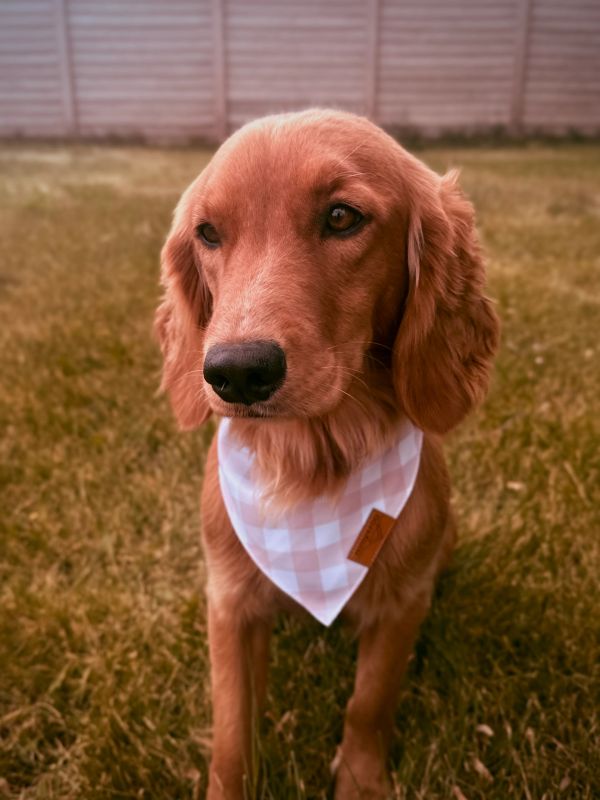 Miniature golden retriever puppies
