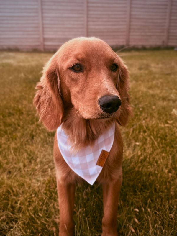 Miniature golden retriever puppies