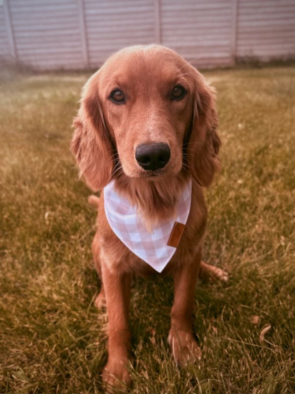 Miniature golden retriever puppies