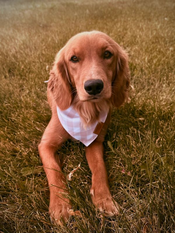 Miniature golden retriever puppies