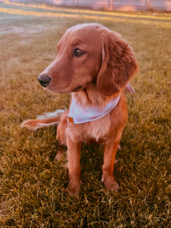 Miniature golden retriever puppies