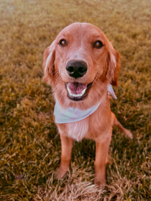 Miniature golden retriever puppies