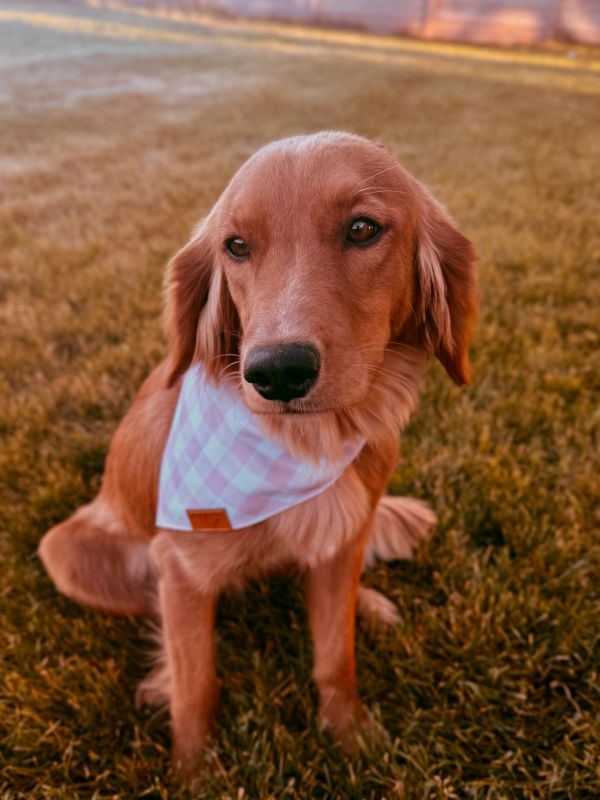 Miniature golden retriever puppies