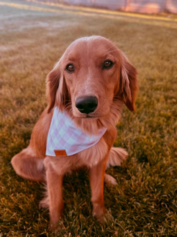 Miniature golden retriever puppies