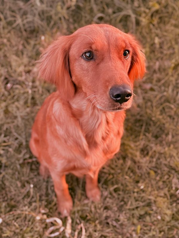 A golden retriever dog sitting on grass looking attentively.