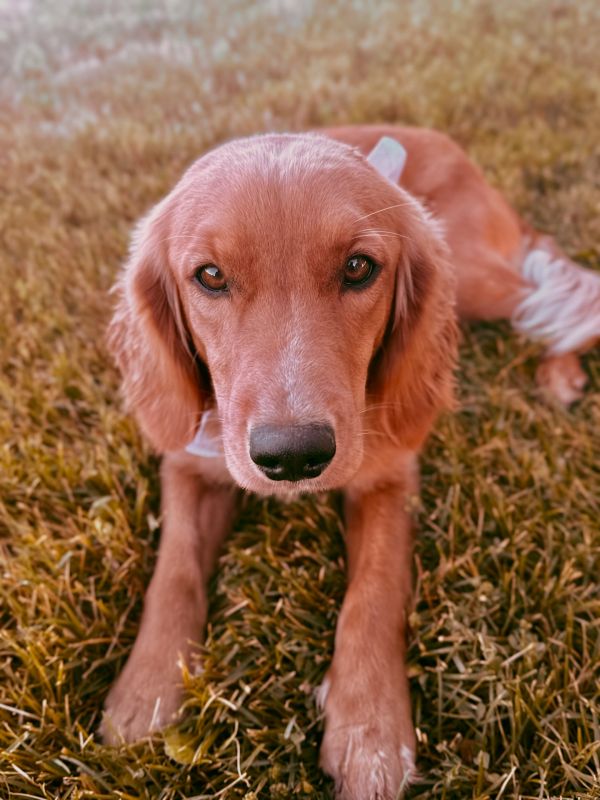 Miniature golden retriever puppies