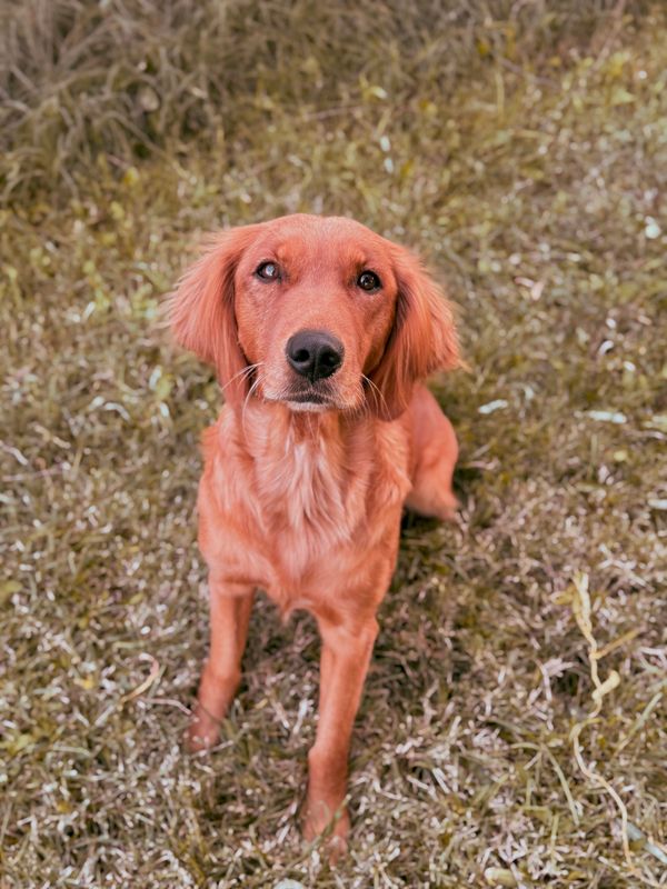 AKC golden retriever