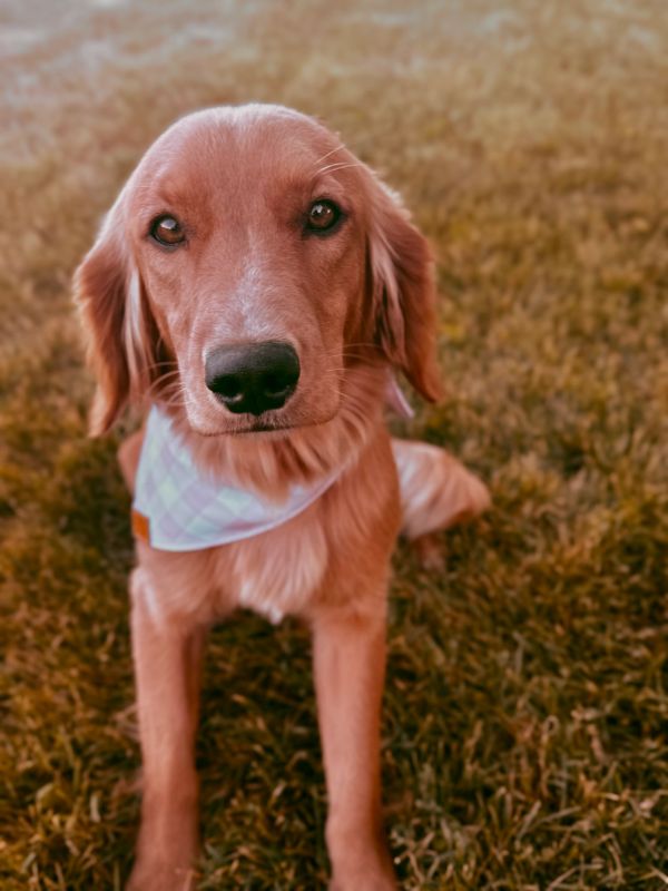 Miniature golden retriever puppies