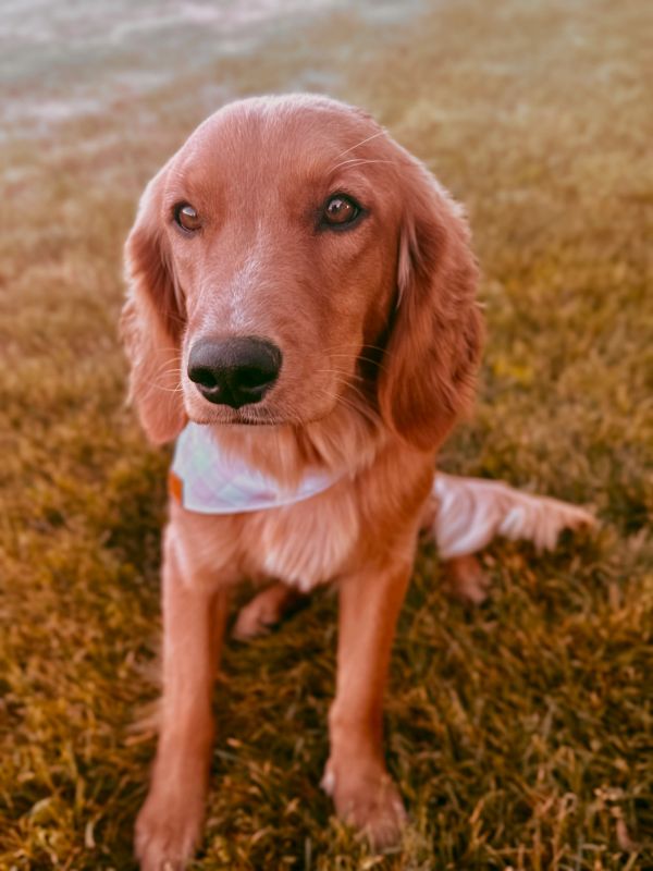 Miniature golden retriever puppies