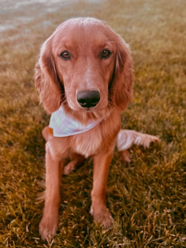 Miniature golden retriever puppies