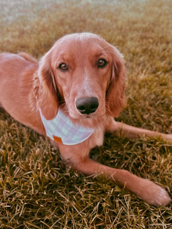 Miniature golden retriever puppies