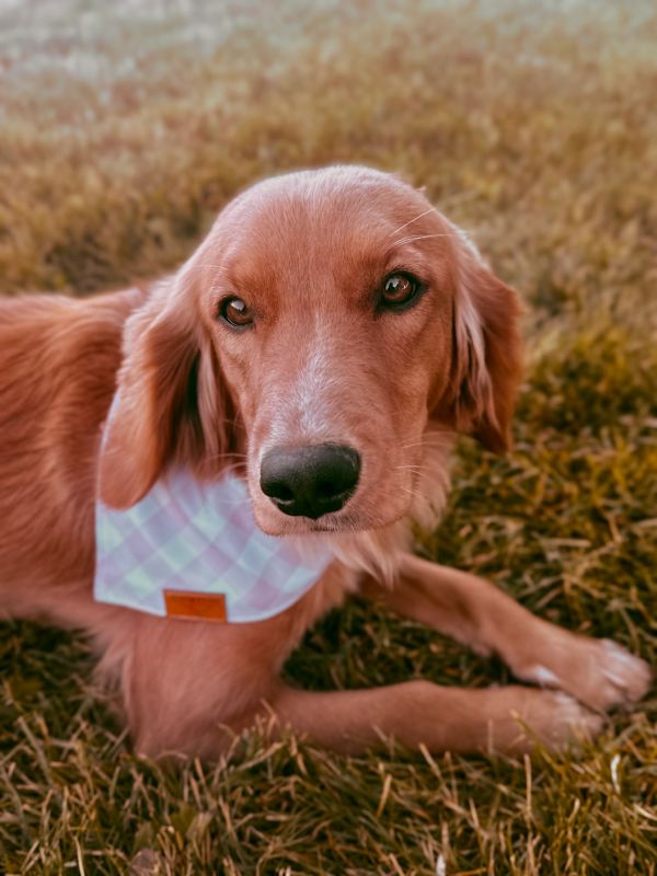 Miniature golden retriever puppies