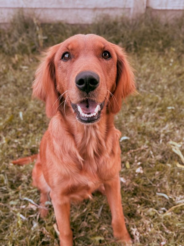 Field Golden Retriever