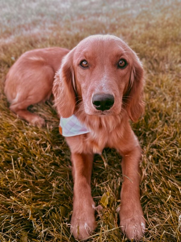 Miniature golden retriever puppies