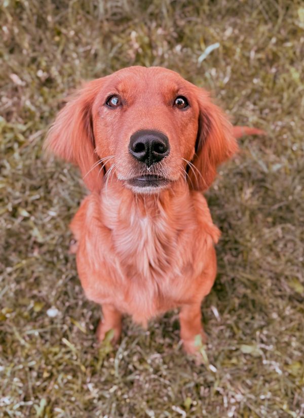 A golden retriever looking up with a curious expression on grass.