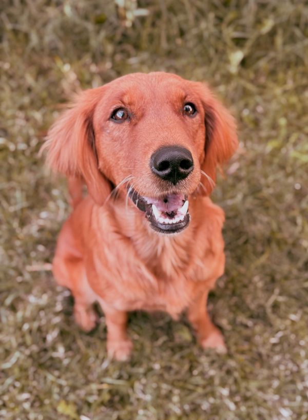 Field-bred golden retriever
