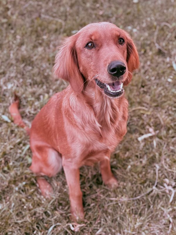 A happy golden retriever sitting on grass, looking up.