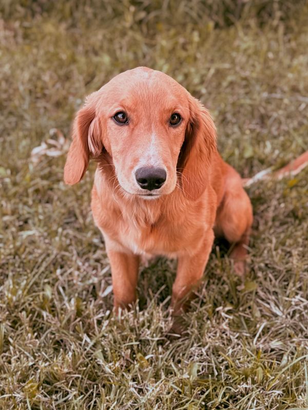 Miniature Golden Retriever