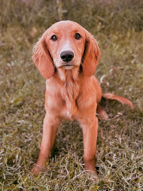 Miniature Golden Retriever
