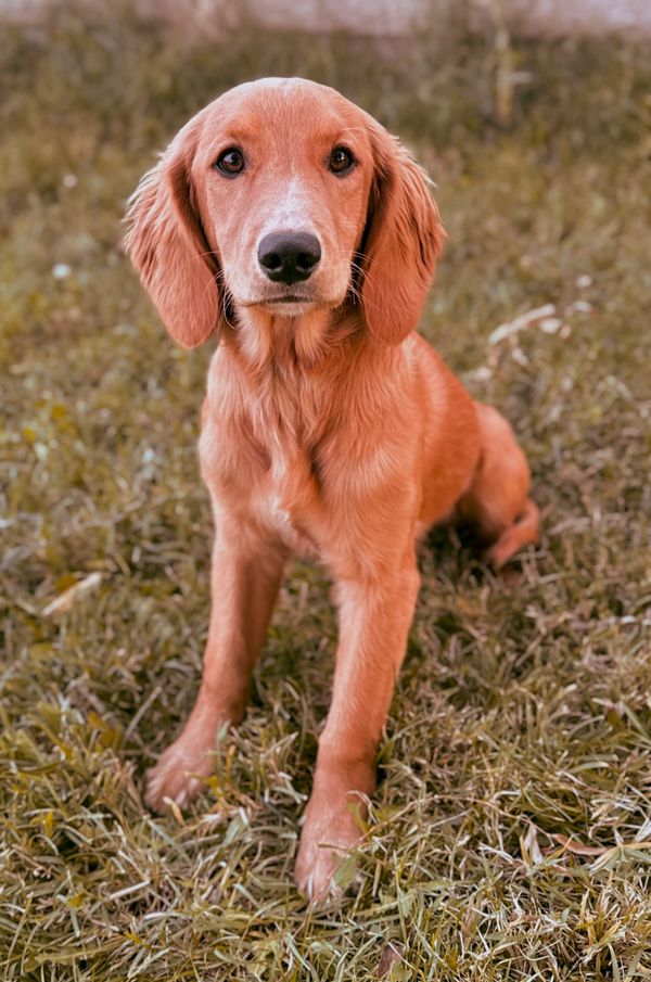 Miniature Golden Retriever