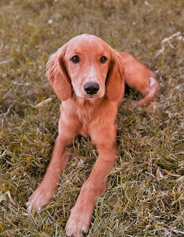 Miniature Golden Retriever