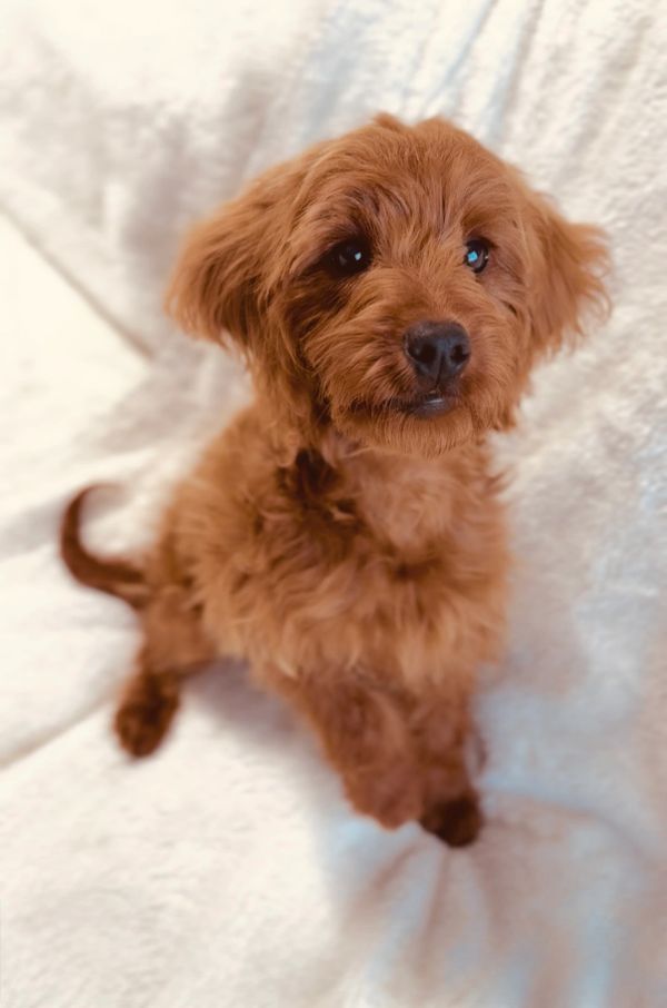 12 lb goldendoodle stud