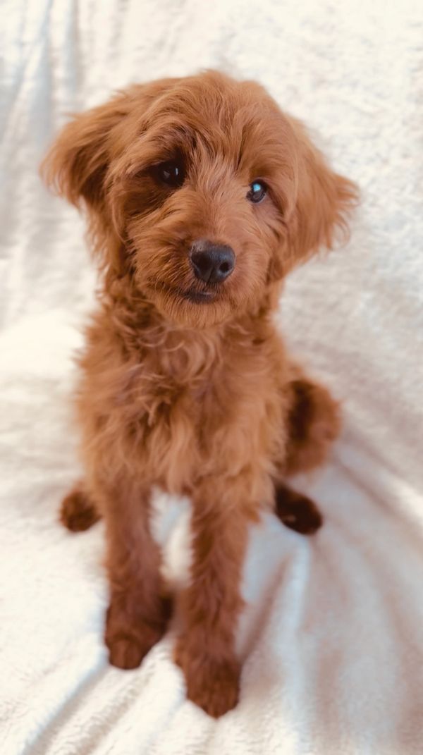 Health tested goldendoodle stud