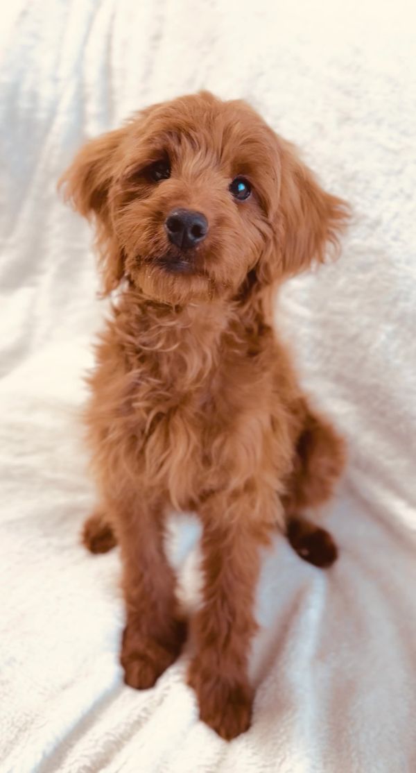 12 lb goldendoodle stud
