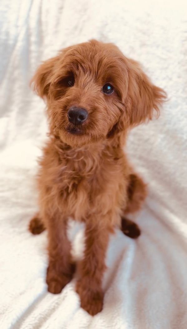 OFA goldendoodle stud
