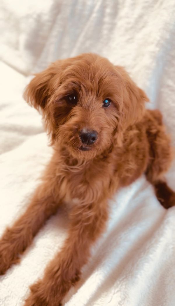 Ultra-red goldendoodle stud