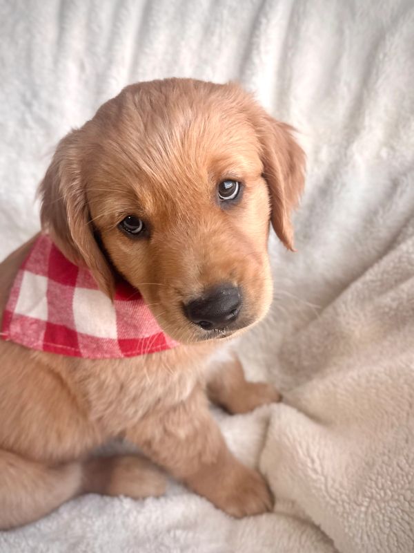 Adorable golden retriever puppy with a red checkered bandana.