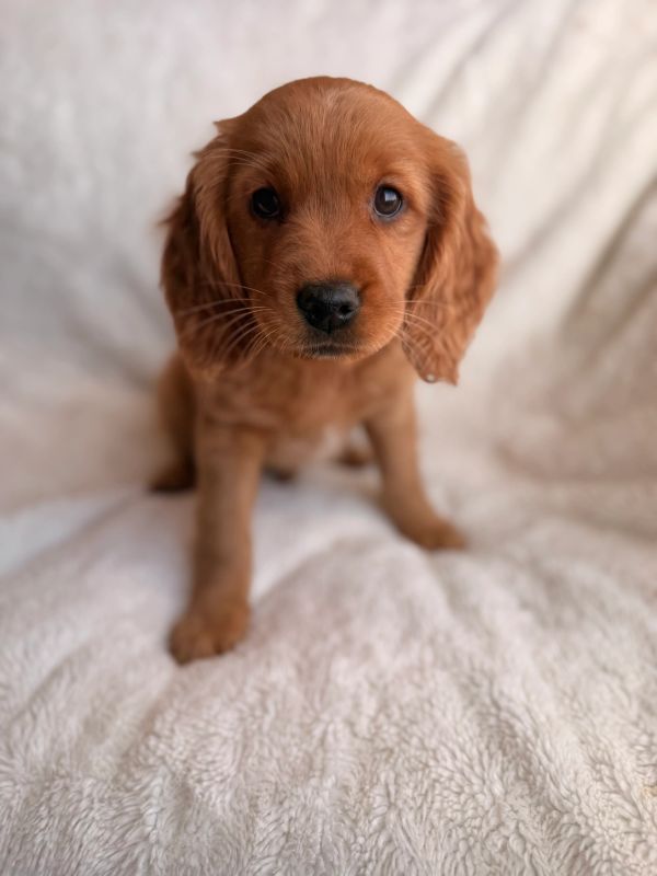 golden cocker retriever