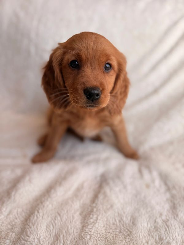 miniature golden retriever