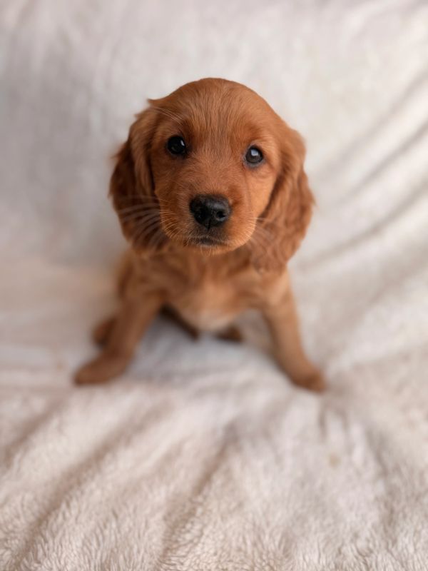 golden retriever cocker spaniel mix