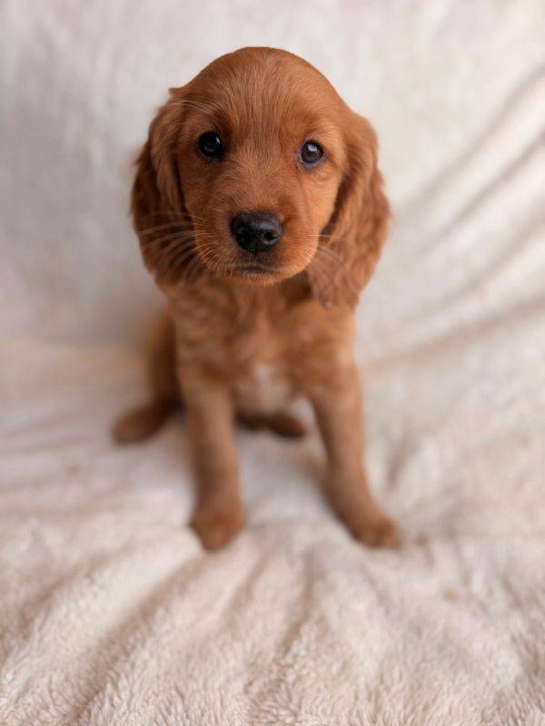 dakota sport retriever