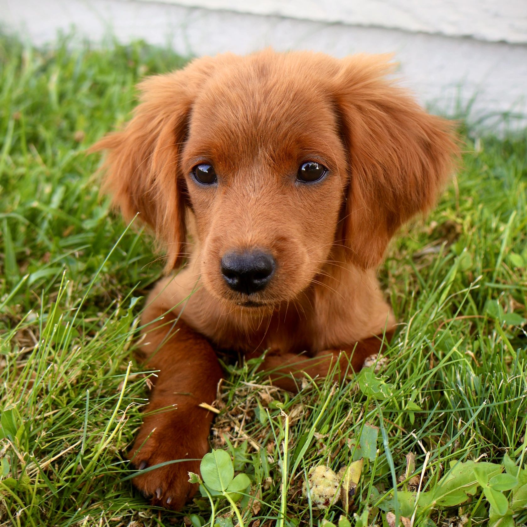 Red Miniature Golden Retriever puppy on green grass, laying down and relaxed.