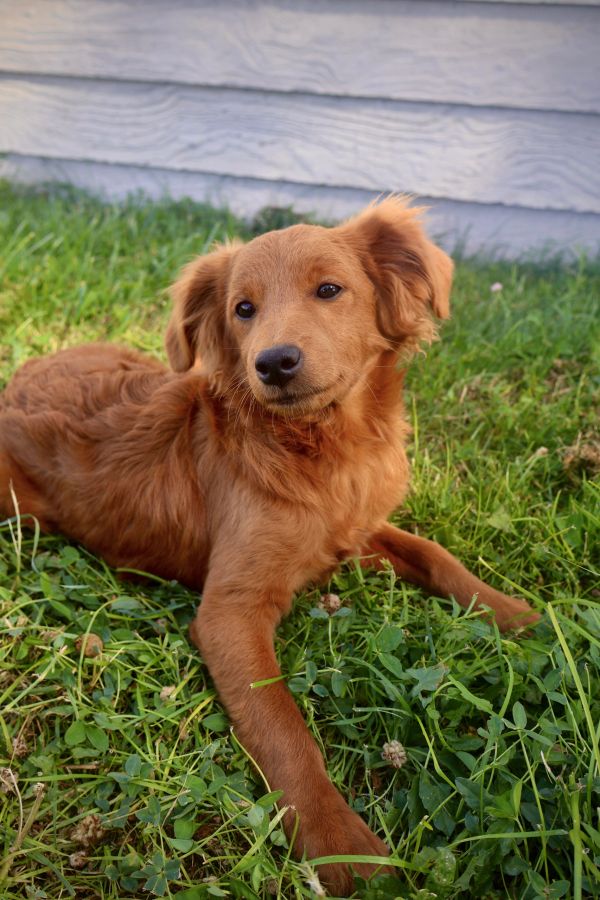 A relaxed golden-brown dog lying on green grass.