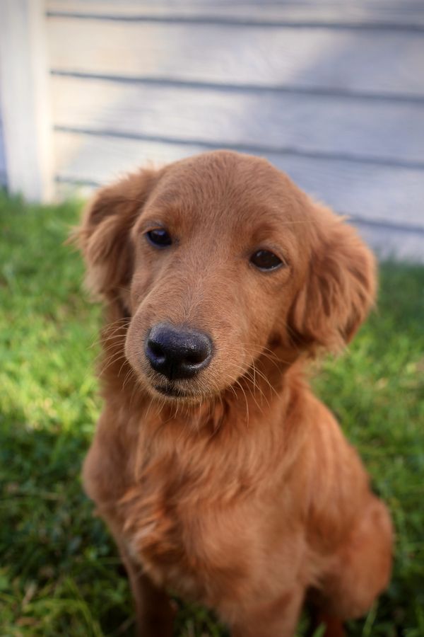 A close-up of a golden retriever puppy outdoors.