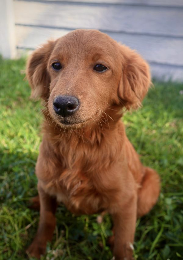 Cute brown puppy sitting on grass.