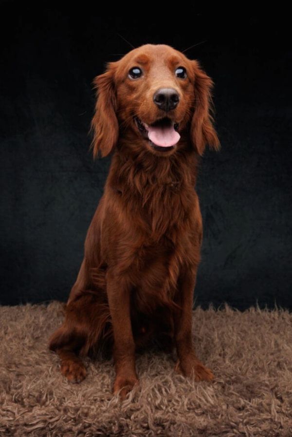 Dark red miniature golden retriever puppies