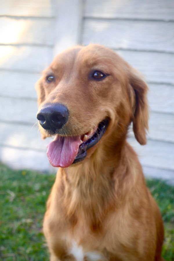 Happy miniature golden retriever smiling outdoors.