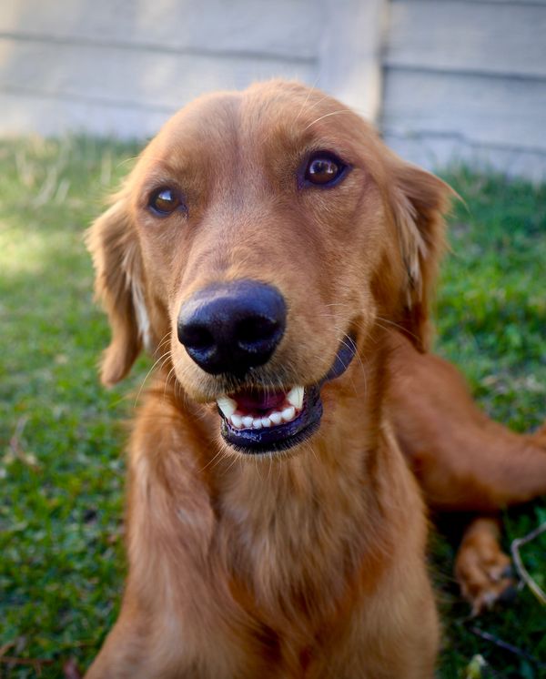 Happy miniature golden retriever smiling outdoors.