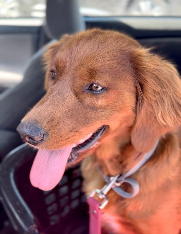Our Dark Red Miniature Golden Retriever Mama, Aspen! 