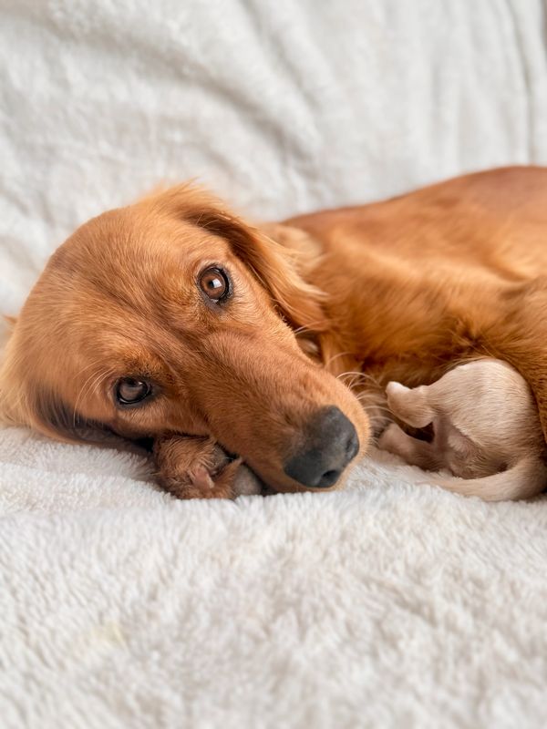 Miniature Golden Retrievers